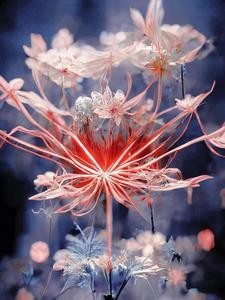 综影视:到不了的彼岸花封面