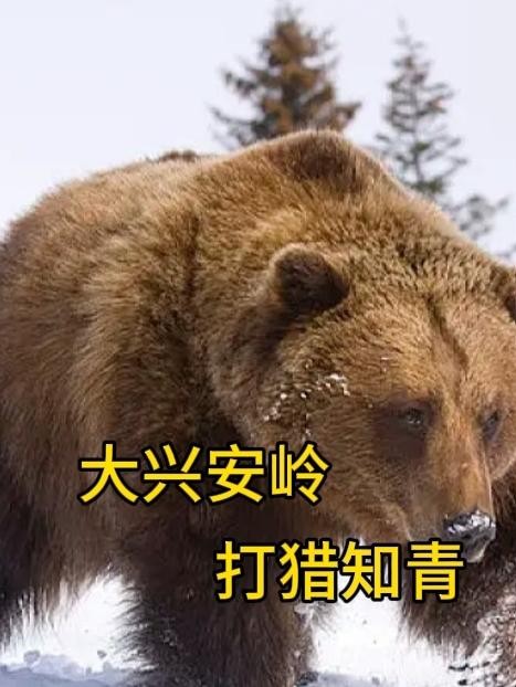 大兴安岭打猎知青封面