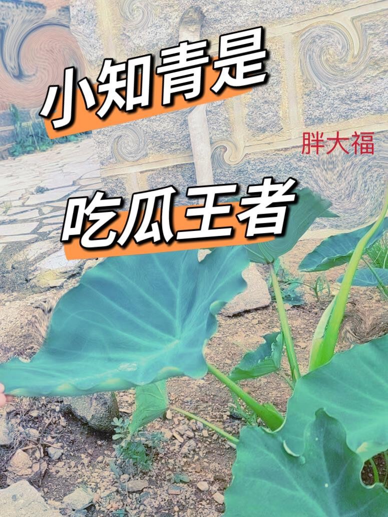 小知青是吃瓜王者封面