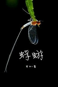 蜉蝣封面